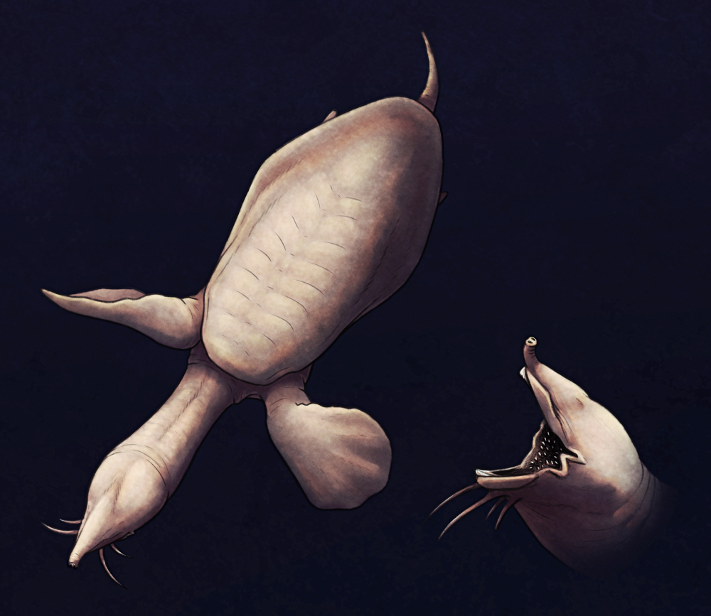 An illustration of a speculative cave-dwelling softshell turtle. It's pale and fleshy-looking, with no eyes, barbel whiskers on its lower jaw, large paddle-like front flippers, and tiny vestigial hindlimbs.