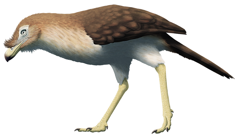 An illustration of an extinct flightless bird related to modern cariamas. It has a large hooked beak, small wings, and very long legs.