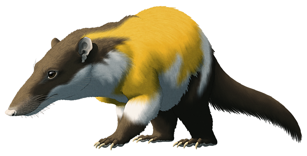 An illustration of an extinct mammal distantly related to modern marsupials. It resembles a long-snouted opossum.