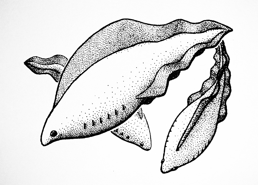 A pen and ink drawing of an extinct relative of early vertebrates. It has a vaguely fish-like shape, but with no fins other than a long low dorsal fin along its back and a pair of similarly-shaped fins along the underside of its tail. It has small eyes and a row of six gill openings on each side of its body.