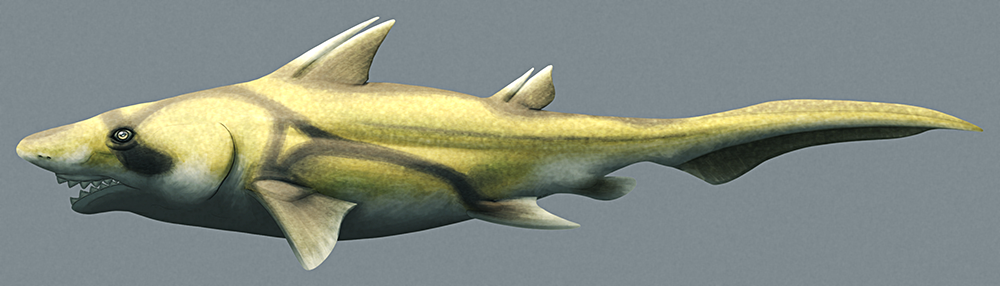 An illustration of an extinct shark-like cartilaginous fish. It has a single row if teeth in both its upper and lower jaws, forming a pinking-shears-like arrangement.