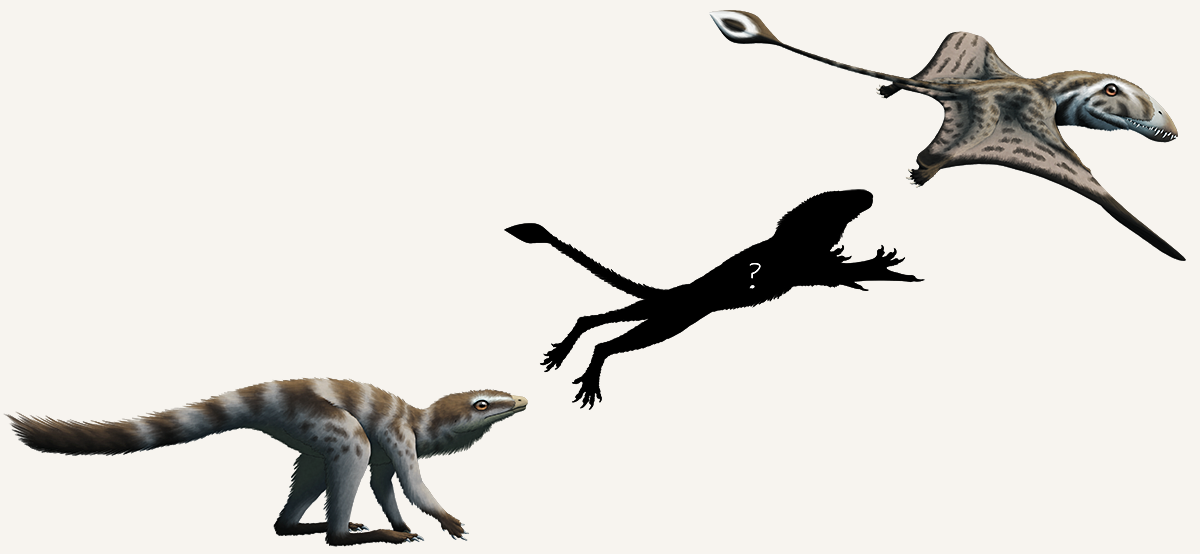 An illustration depicting the current "best guess" of what the ancestors of extinct flying pterosaurs looked like. It shows a possible ancestor, a small fuzzy dinosaur-like reptile with kangaroo-like legs, then a silhouette of a hypothetical transitional form leaping into the air with short wing-like arms. Finally at the end of the sequence is an early pterosaur with membranous wings, a long diamond-tipped tail, and a large head with pointed toothy jaws.