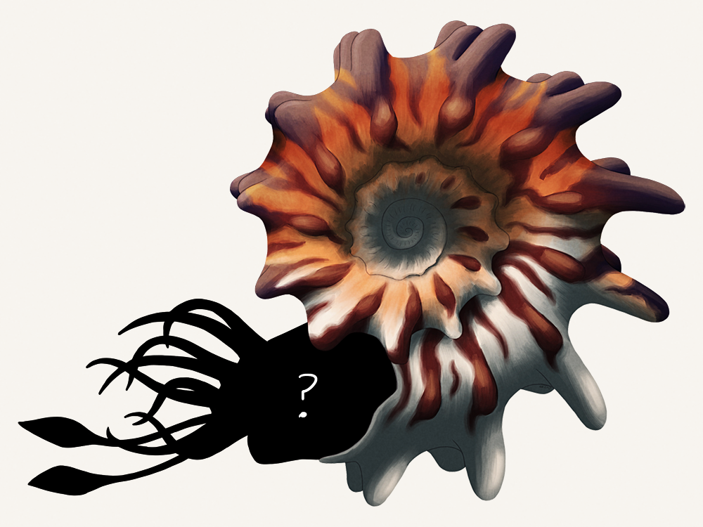 An illustration of an ornate ammonite, with long rounded spikes growing out from the outer whorl of its shell. The animal's body at the shell opening is shown only in silhouette with a question mark.