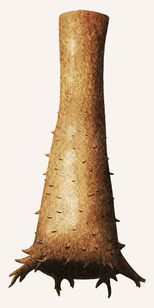 An illustration of an enigmatic microfossil. It's shaped like a tall conical flask, with its lower half covered in spines.