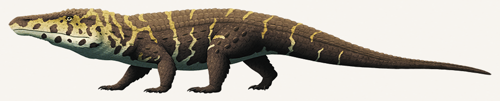 An illustration of an enigmatic extinct reptile. It has a disproportionately large head with a long dinosaur-like snout. Its body resembles a crocodile, with four semi-upright legs and thick armored scales.