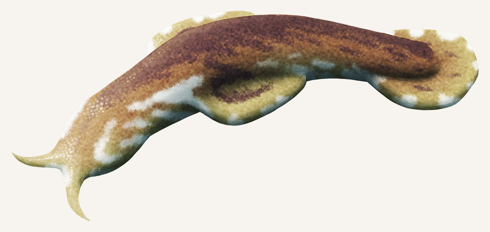 An illustration of an extinct worm-like animal. It resembles a slug with fins and a paddle-like tail.