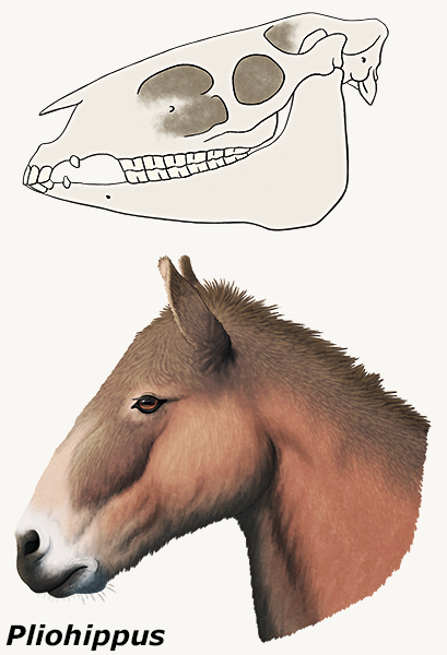 An illustration of the skull of an extinct horse, showing the unusually large holes in the bones in front of the eye sockets. Below is a reconstruction of the horse's head in life.