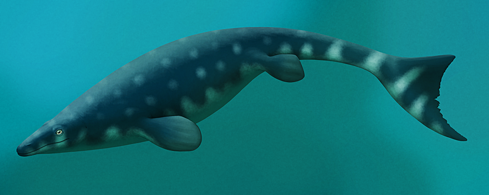 An illustration of an extinct mosasaur, a fully aquatic reptile related to modern monitor lizards and snakes. It has a long-snouted lizard-like head, a streamlined body, four rounded flippers, and a long tail ending in a vertical fluke.