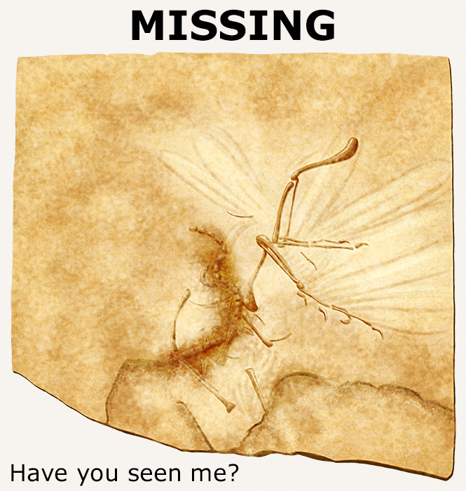 An illustration of a fossil of Archaeopteryx, an extinct bird-like dinosaur. It's a slab of lithographic limestone with an incomplete jumbled skeleton preserved on it, with feather imprints visible around the arm bones. Text above and below the illustration reads "Missing. Have you seen me?", in a style vaguely remiscent of old 1980s American missing kids milk cartons.