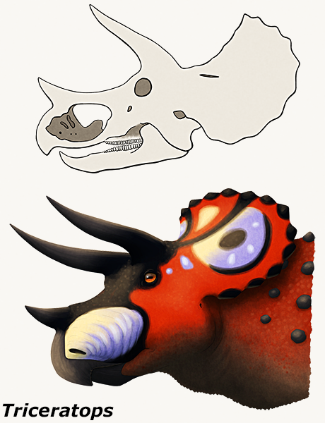 An illustration of the skull of an extinct horned dinosaur, showing the unusually large nasal cavity. Below is a reconstruction of the dinosaur's head in life.