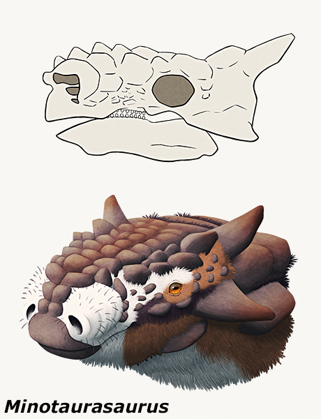 An illustration of the skull of an extinct armored dinosaur, showing the multiple holes inside the nasal cavity. Below is a reconstruction of the dinosaur's head in life.