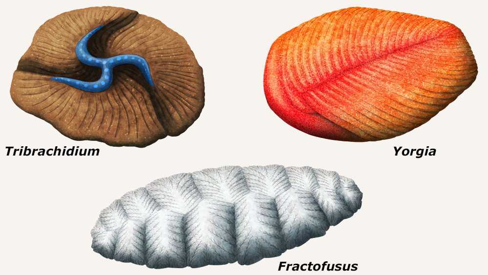An illustration of three enigmatic ancient animals. The top left one, labelled Tricbrachidium, resembles a three-armed starfish attached to the top of a circular three-lobed disk. The top right one, labelled Yorgia, resembles a flat oval leaf with a vaguely-defined short wide "head" seection and numerous body segments. The botton one, labelled Fractofusus, is a vaguely oval cluster of fronds made up of many smaller branching fractal tubes.