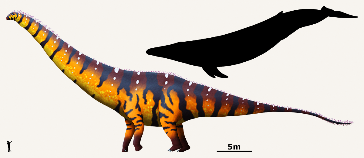 An illustration of a hypothetically huge long-necked sauropod dinosaur, compared to a blue whale and a human for scale. It's absolutely gigantic, almost twice the length of the whale and pushing the limits of believability.