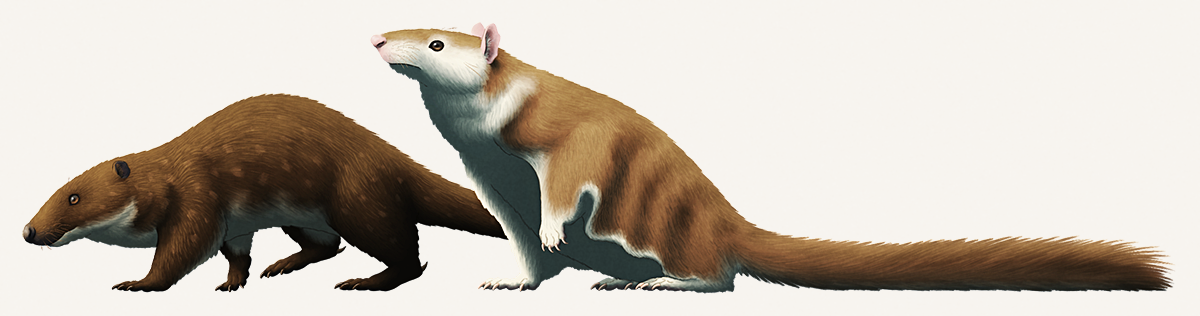 An illustration showing two different reconstructions of an extinct mammal. One is an otter-like animal, and the other is a flying-squirrel-like glider.
