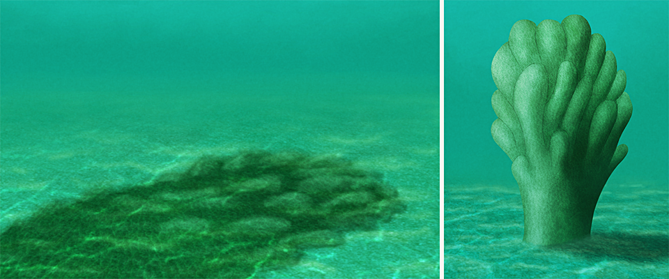An illustration of two different interpretations of an enigmatic fossil. One shows a large algal mat on the seafloor. The other shows a large branching upright structure reminiscent of a coral.