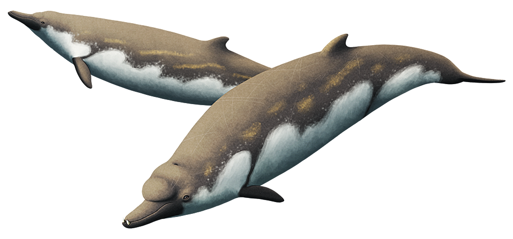 An illustration of a pair of extinct beaked whales. They have dolpin-like snouts, bulbous foreheads, small flippers and dorsal fins, and long streamlined bodies. The front individual, a male, has a more prominent forehead and a pair of small upward-pointing tusks at the tip of his lower jaw.