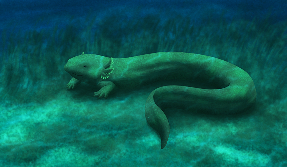 An illustration of an extinct giant salamander sitting underwater. It has an axolotl-like head with external gills, short forelegs, and a long eel-like body with no hindlimbs.