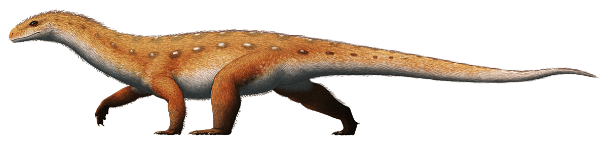 An illustration of an extinct reptile related to the ancestors of dinosaurs and pterosaurs. It's a quadrupedal animal with a lizard-like head, a long neck, crocodile-like limbs, and a long tail. It's depicted with a speculative coat of fuzz on its body.