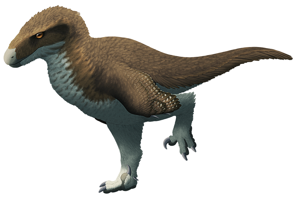 An illustration of Utahraptor, an extinct carnivorous dinosaur. It's shaped like a particularly chunky "raptor", with a rectangular head, wing-like arms, a long stiff tail, and large sickle-shaped claws on the second toe of each foot. It's depicted covered in an extensive coat of bird-like feathers.