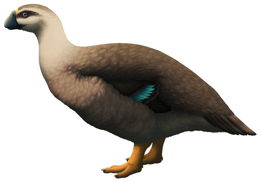 An illistration of an extinct flightless goose-like duck. It has a large beak shaped like that of a turtle, small wings, chunky legs, and a rotund body.
