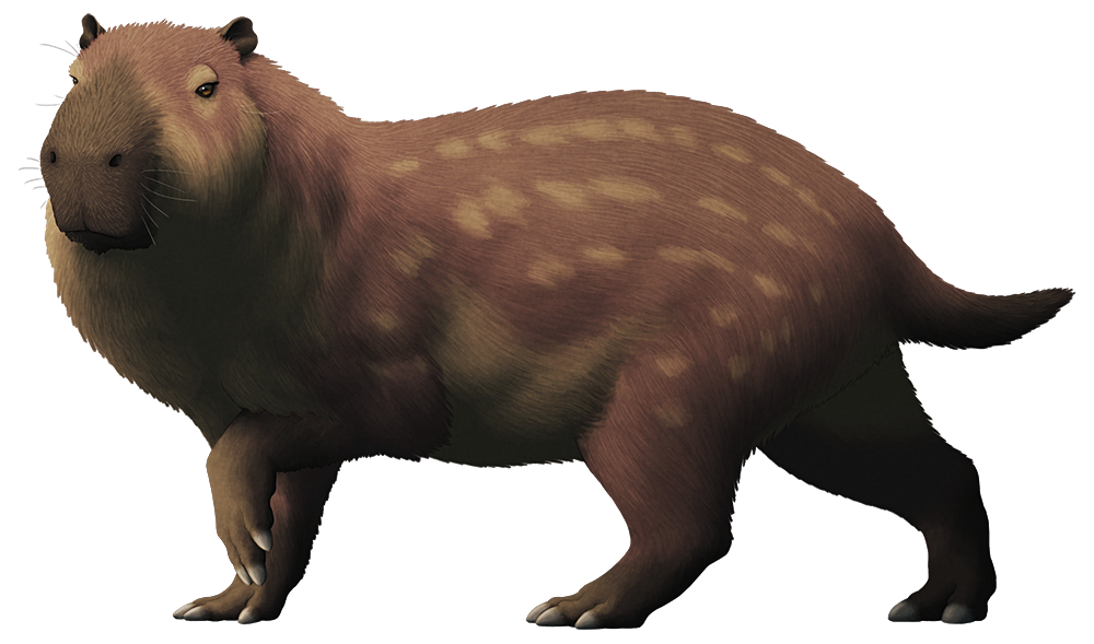 An illustration of an extinct giant rodent. It resembles a big chunky capybara.
