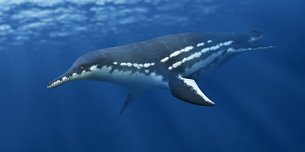 An illustration of an extinct plesiosaur, a type of marine reptile. It has a long toothy snout, and a streamlined blubbery body with four flippers.
