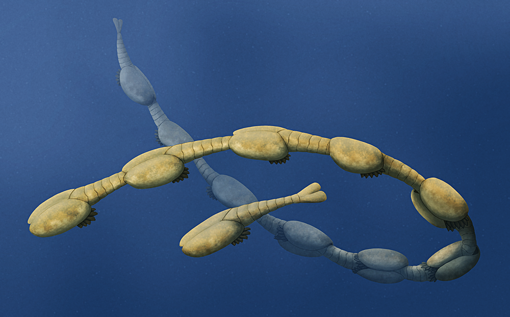 An illustration of a group of shrimp-like early arthropods distantly related to modern crustaceans. They are connected into a long "conga line" chain with each individual's tail slotted into the carapace of the next.