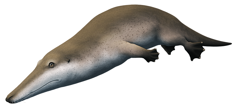An illustration of an extinct early whale. It resembles a long-snouter otter with eyes set high on its head like a crocodile.