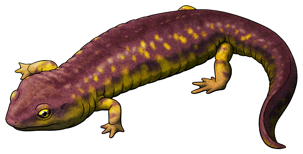A colored ink drawing of an extinct amphibian possibly related to modern caecilians. It looks like a salamander with small legs.