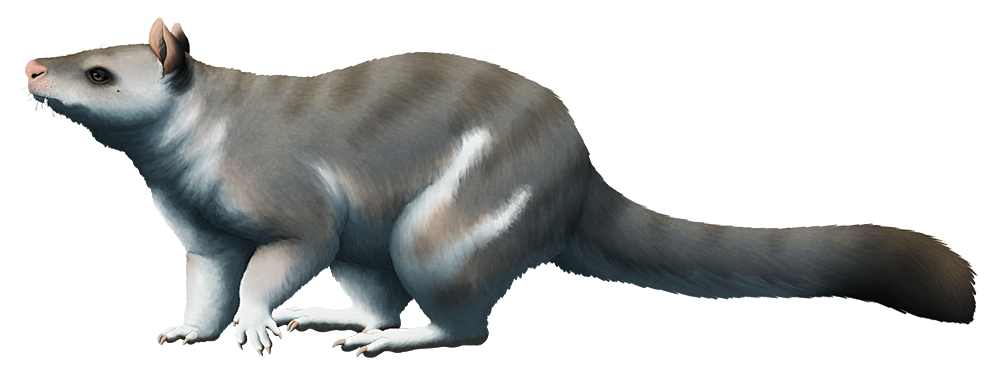 An illustration an extinct early kangaroo. It has long protruding canine teeth giving it a "sabertoothed" appearance.