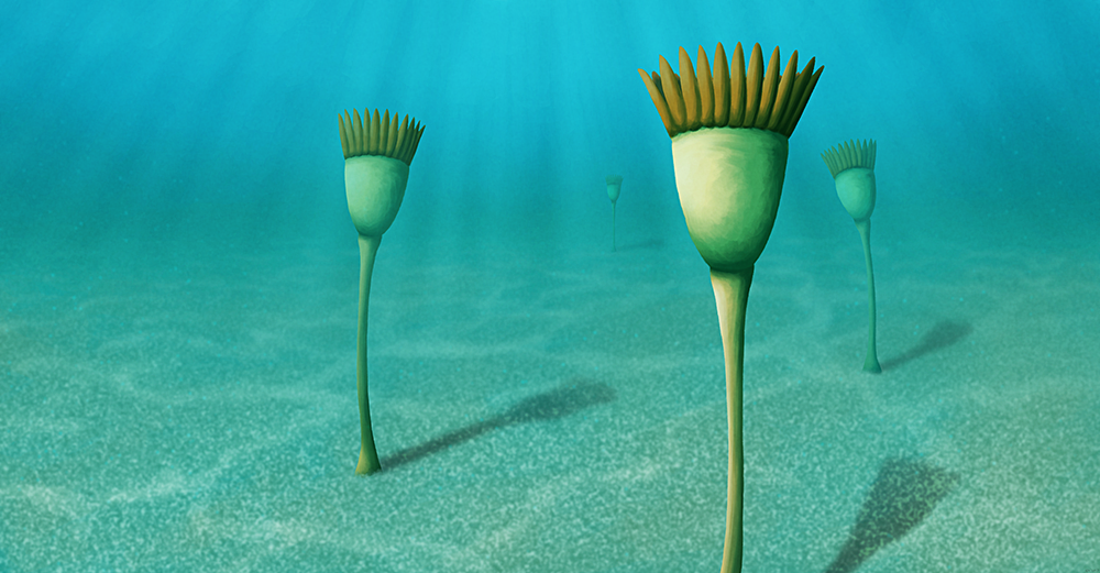 An illustration of an extinct enigmatic animal from the Cambrian period. It resembles a cup on a stalk, with a fringe of petal-shaped plates around its top edge.