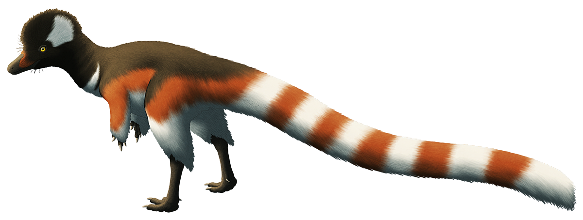 An illustration of an extinct small theropod dinosaur. It has a long snout, a sinuous neck, small arms, slender legs, and a very long tail. It's depicted covered in an extensive coat of fluffy protofeather fuzz.