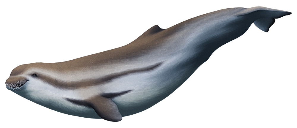 An illustration of an extinct early whale. It resembles a porpoise, and is depicted with speculative walrus-like fleshy whiskery lips.