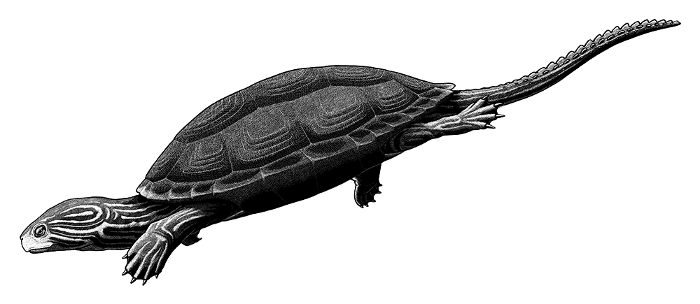 A digital scratchboard illustration of an extinct freshwater turtle. It resembles a terrapin with a long tail.