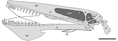 pterodactyloidea – Nix Illustration