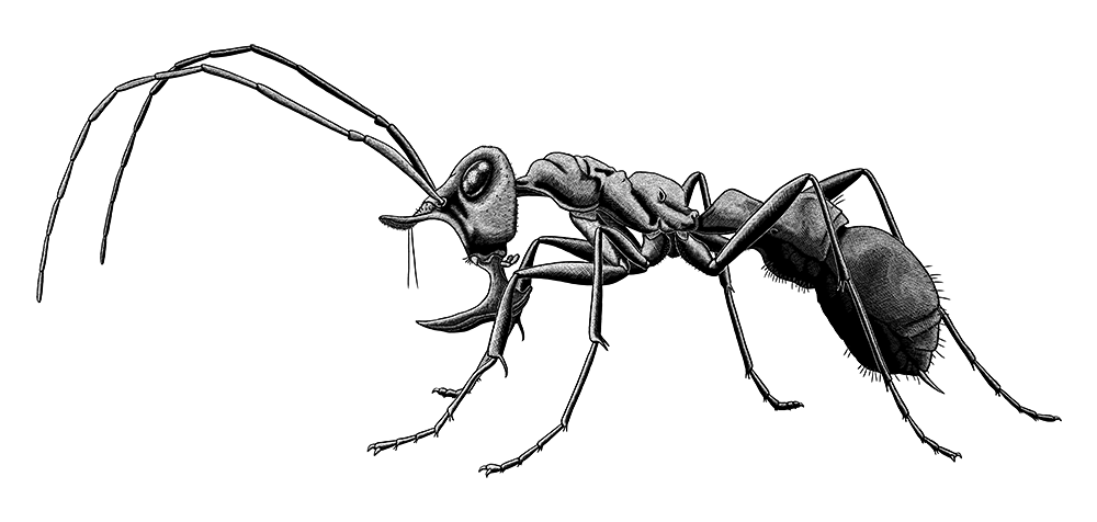 A digital scratchboard illustration of an extinct ant. It has long antennae, huge scythe-shaped mandibles, and a horn-like appendage on its head.