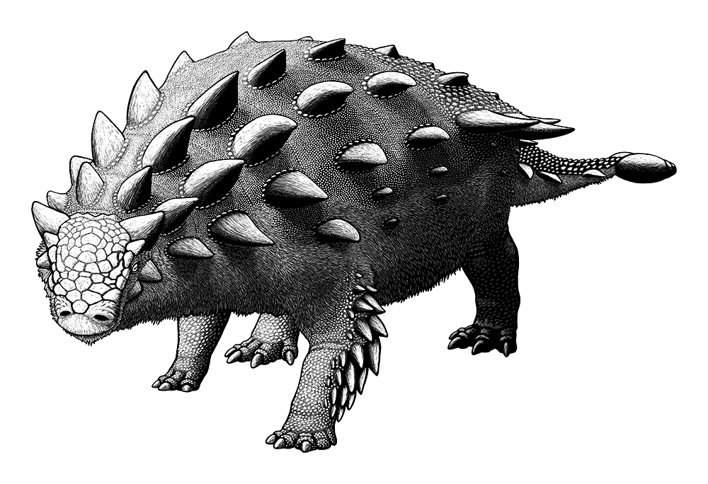 A digital scratchboard illustration of an extinct ankylosaur, a type of armored dinosaur. It's a heavily-built quadrupedal animal covered in thick spikes, with a tail ending in a bony club. Its sides and belly are depicted with speculative bristly fuzz.