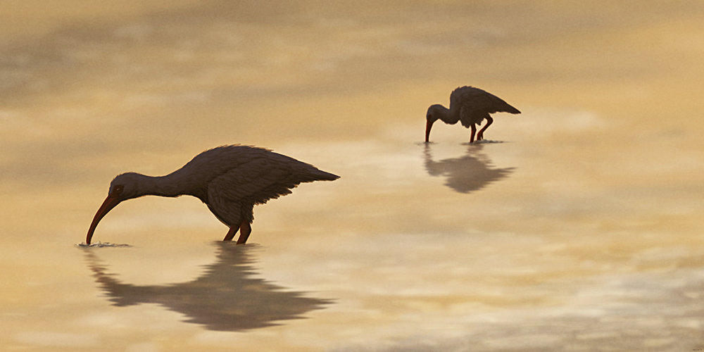 An illustration of two extinct ibises foraging in shallow water. They have long curved beaks, and short wings that can't fully fold at the wrist.