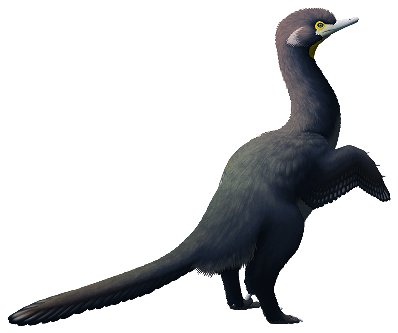 An illustration of an unusual extinct "raptor" dinosaur. It has a swan-like snout, a long neck, short wing-like arms, sickle claws on its feet, and a fairly short tail.