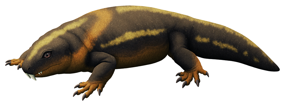 An illustration of an extinct reptile-like animal related to the early ancestors of modern reptiles. it resembles a chubby lizard or salamander, with protruding fangs at the front of its snout.