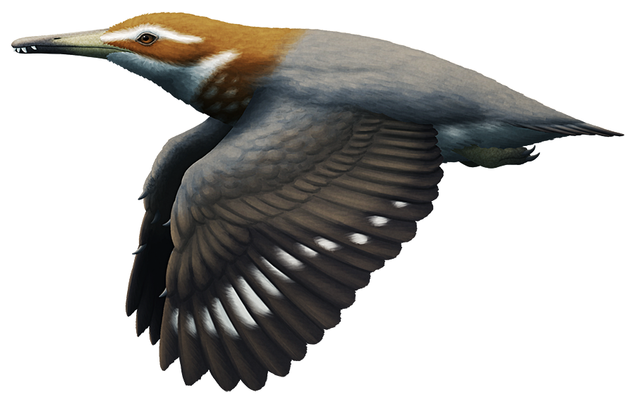 An illustration of an extinct toothed bird. It has a long snout tipped with a few hooked teeth, and claws on its wings.