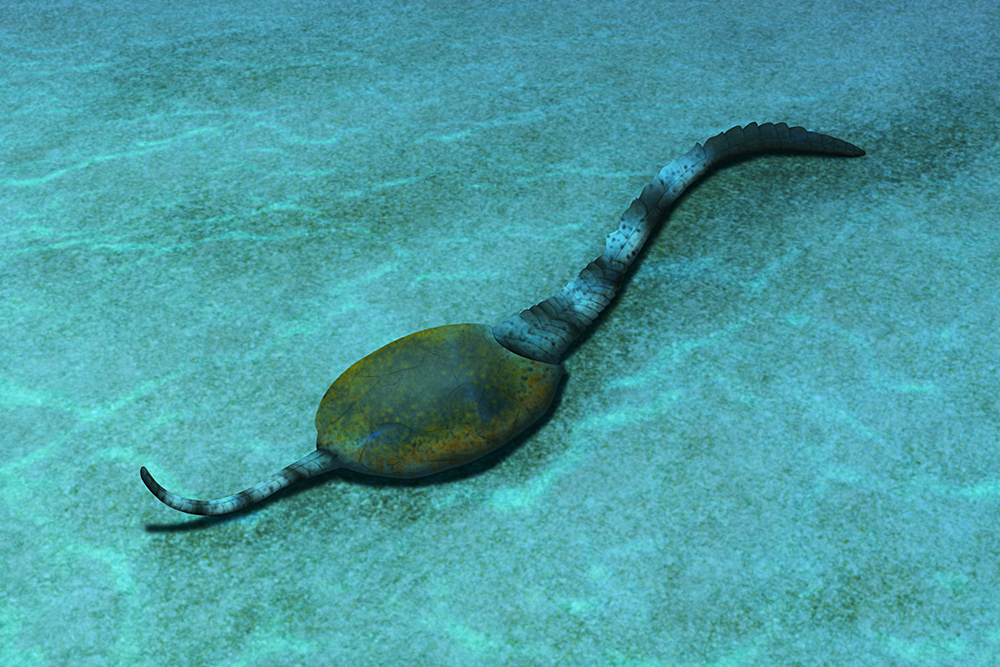 An illustration of an extinct marine invertebrate related to modern echinoderms. It has an asymmetrical flat round "body" with two appendages: a short starfish-like "arm" and a longer stalk-like "tail".
