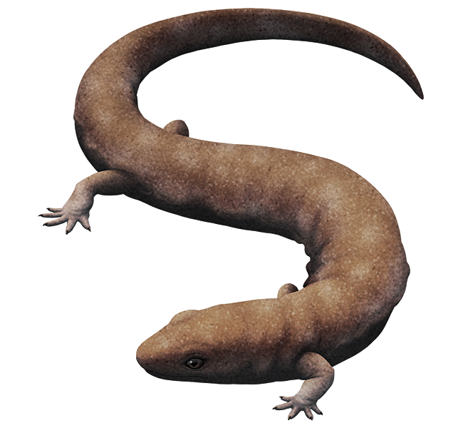 An illustration of an extinct lizard-like animal, related to the early ancestors of modern reptiles. It resembles a long-bodied salamander, with small limbs and a long tail.