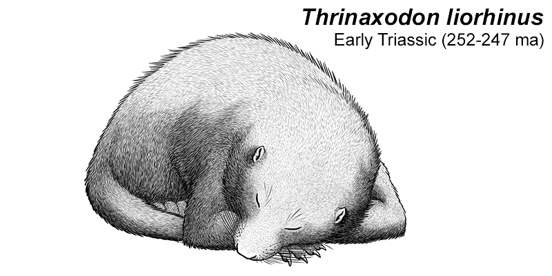 An illustration of an extinct cynodont, a close relative of early mammals. It's a vaguely badger-like animal with small ears and a long tail, pictured curled up asleep.