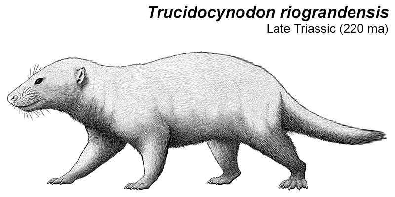 An illustration of an extinct cynodont, a relative of early mammals. It's a somewhat badger-like animal with small ears and a long tail.