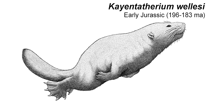 An illustration of an extinct cynodont, a relative of early mammals. It's a beaver-like animal with webbed feet and a long flattened tail.