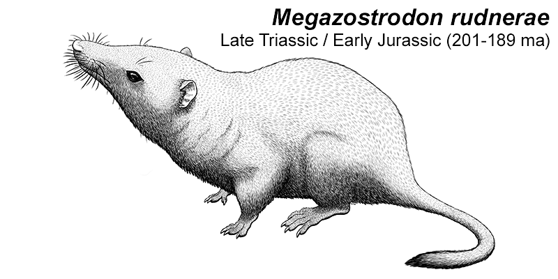An illustration of an extinct early mammal. It's a tiny shrew-like animal with a pointed snout, small ears, a compact body and a long furred tail.
