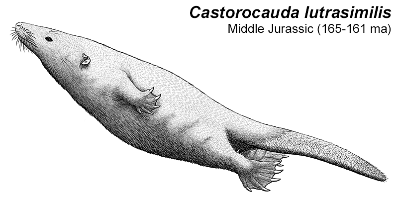 An illustration of an extinct docodont, a type of early mammal. It resembles a mix of a beaver and an otter, with a streamlined body, webbed feet, and a long flattened tail. There are pointed spurs on its ankles.