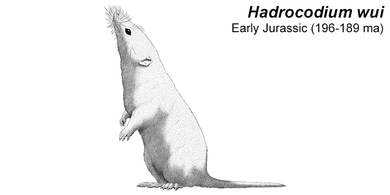 An illustration of an extinct early mammal. It's a tiny shrew-like animal.