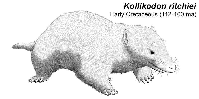 An illustration of an extinct mammal related to modern monotremes. It's a highly speculative restoration showing a semi-spawling animal vaguely resembling a spineless echidna, with a wide pointed snout and small ears.